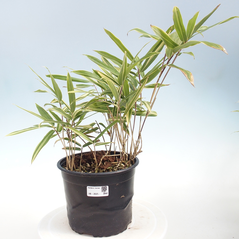 Outdoor bonsai - Sasaella masamuneana Albostriata - Bamboo