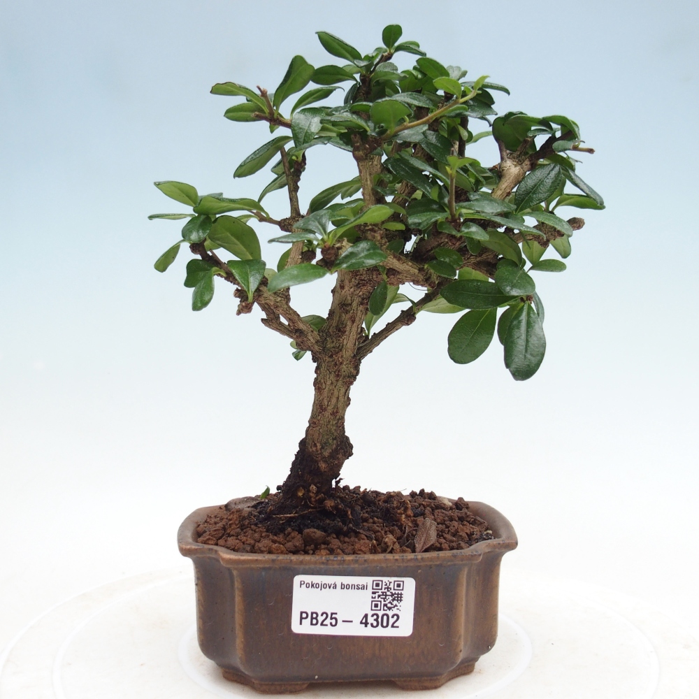 Room bonsai - Carmona macrophylla - Tea fuki