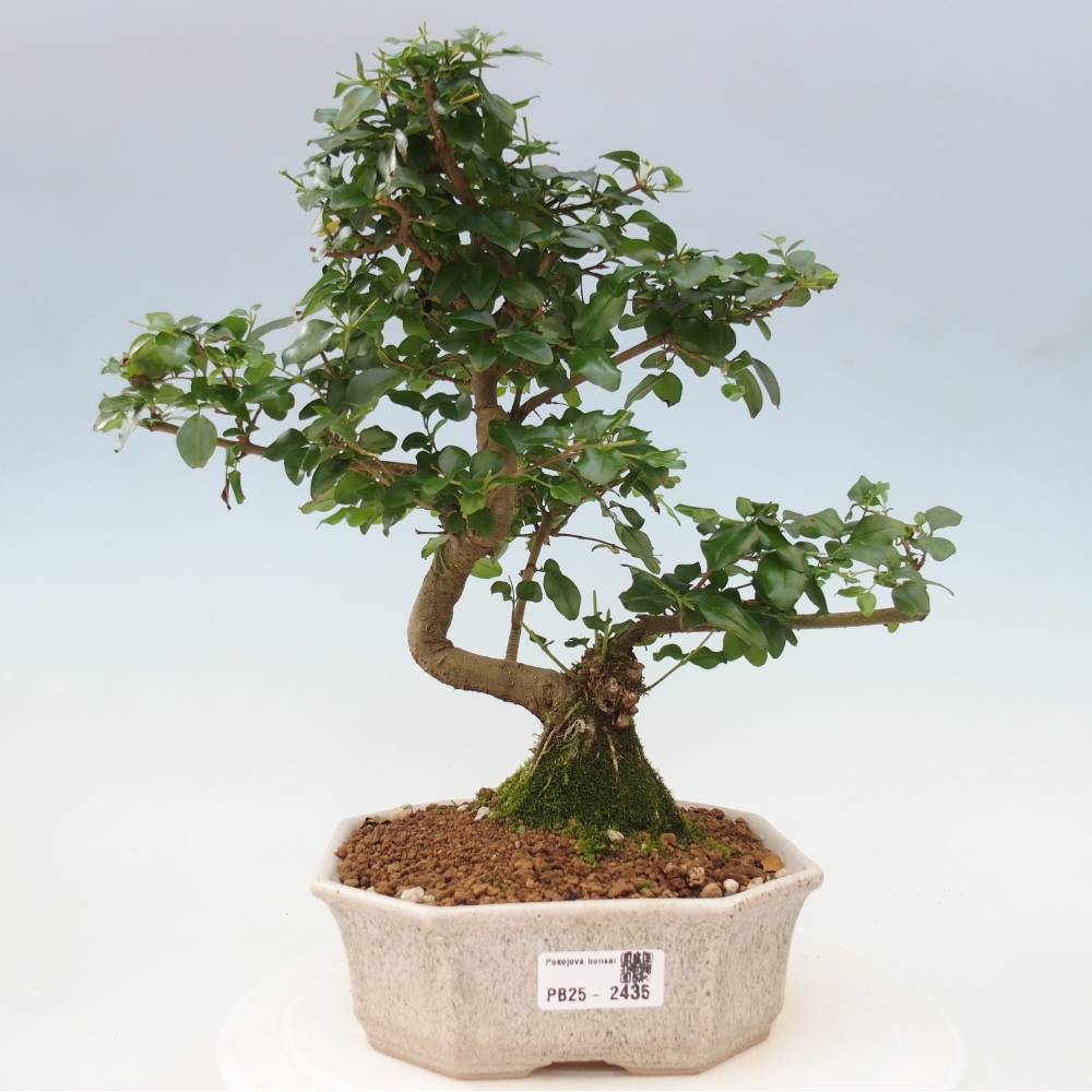 Indoor bonsai -Ligustrum chinensis - Bird's beak