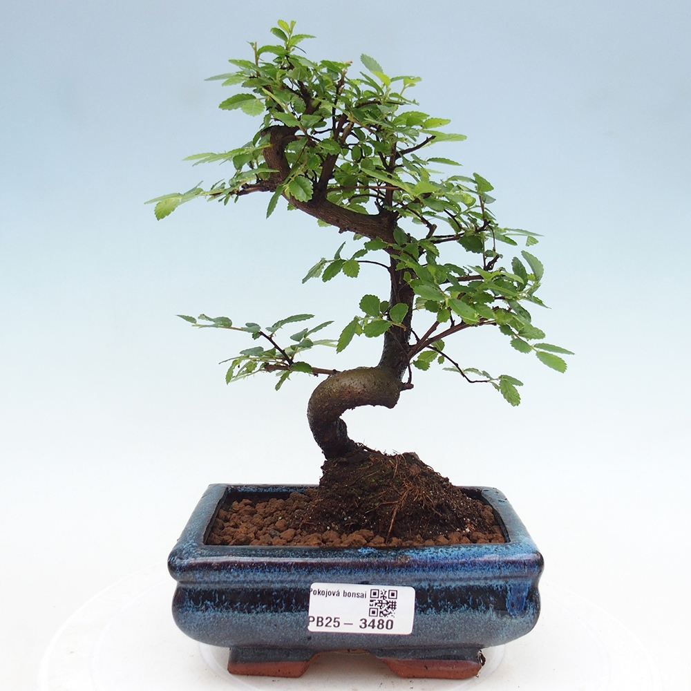 Room bonsai - Ulmus parvifolia - Small-leaved elm