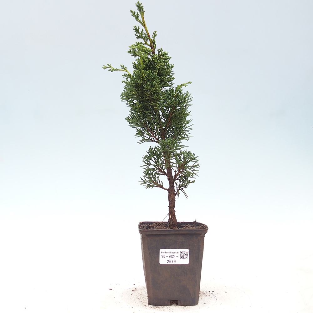 Outdoor bonsai - Juniperus chinensis Kishu - Chinese juniper
