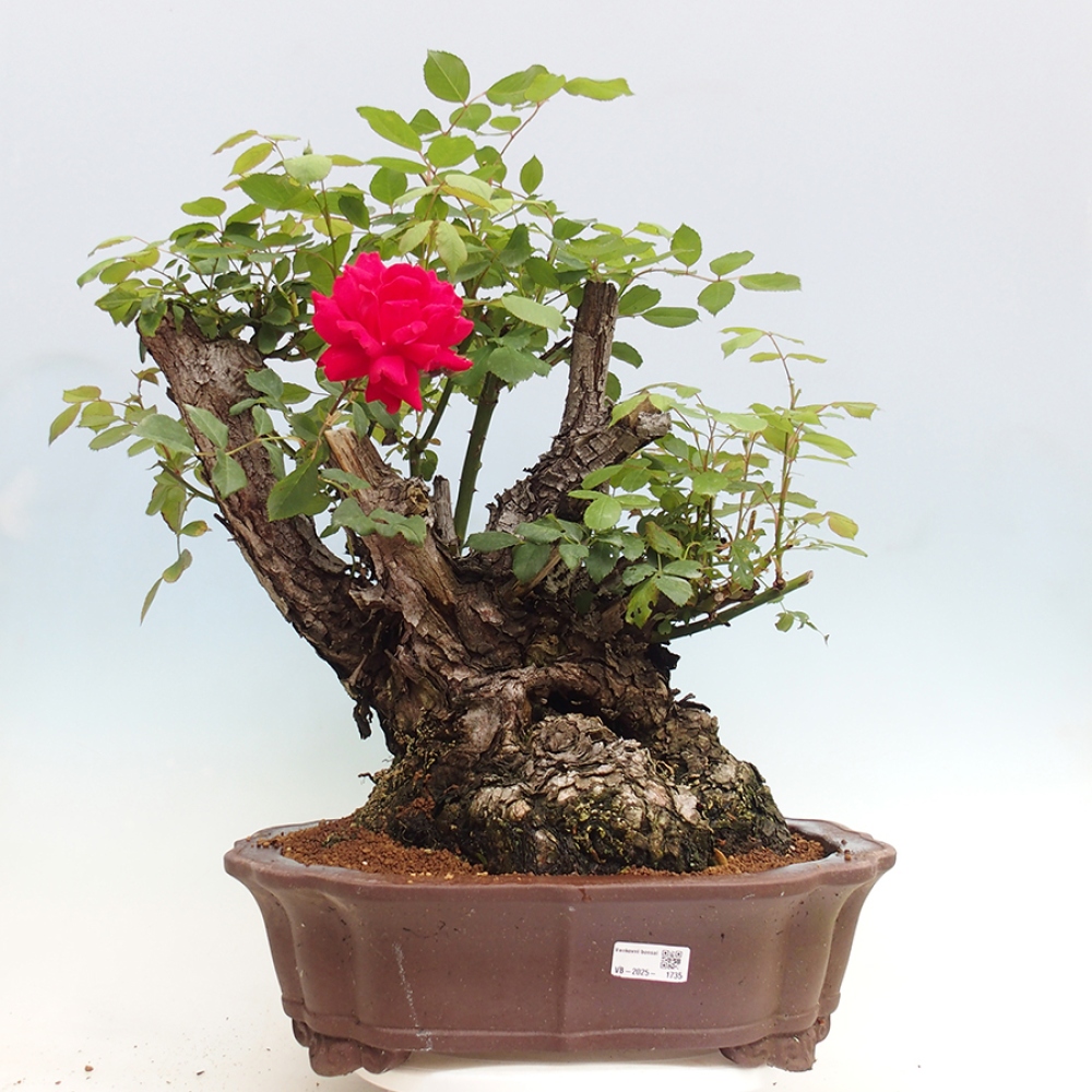 Outdoor bonsai - Rosa Kordes -  rose
