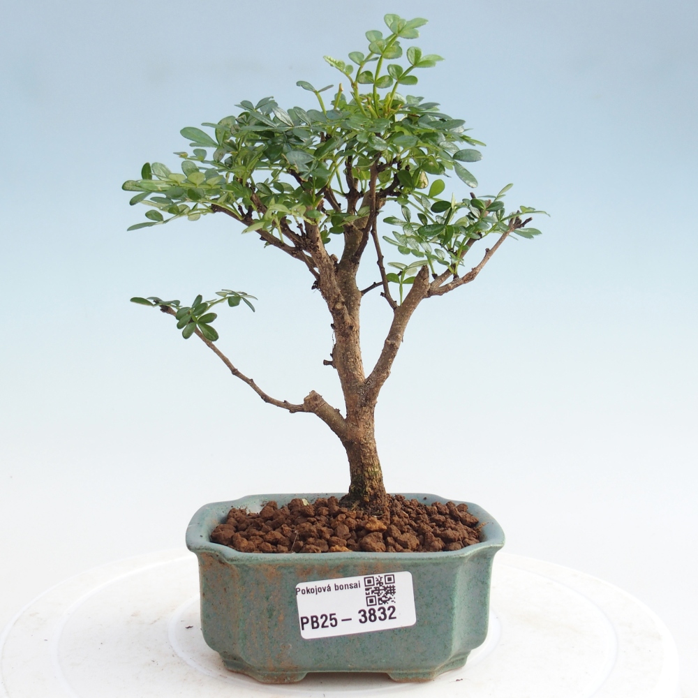 Room bonsai - Zantoxylum piperitum - Pepper tree PB220935