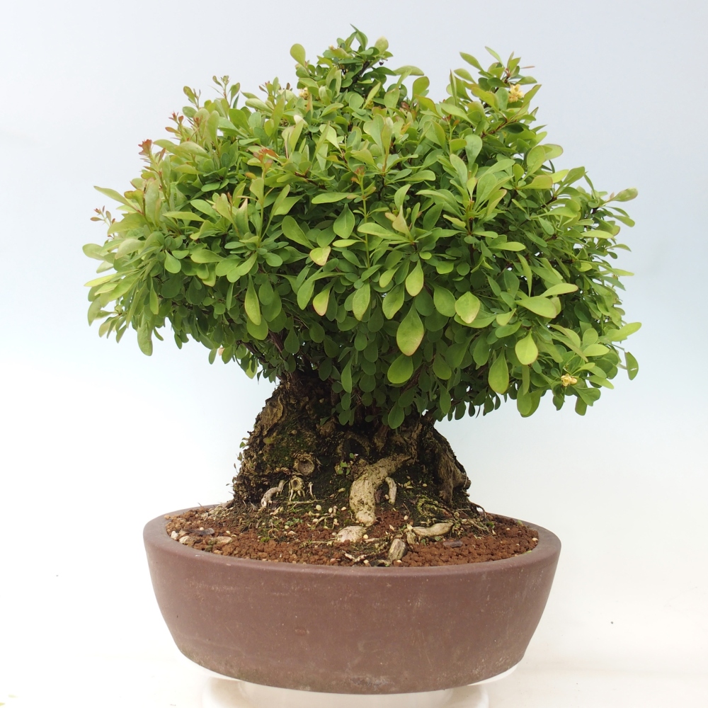 Outdoor bonsai - Barberry - Berberis thunbergii atropurpurea