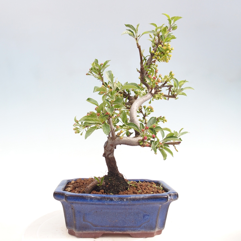 Outdoor bonsai - Malus sargentii - Small-fruited apple tree