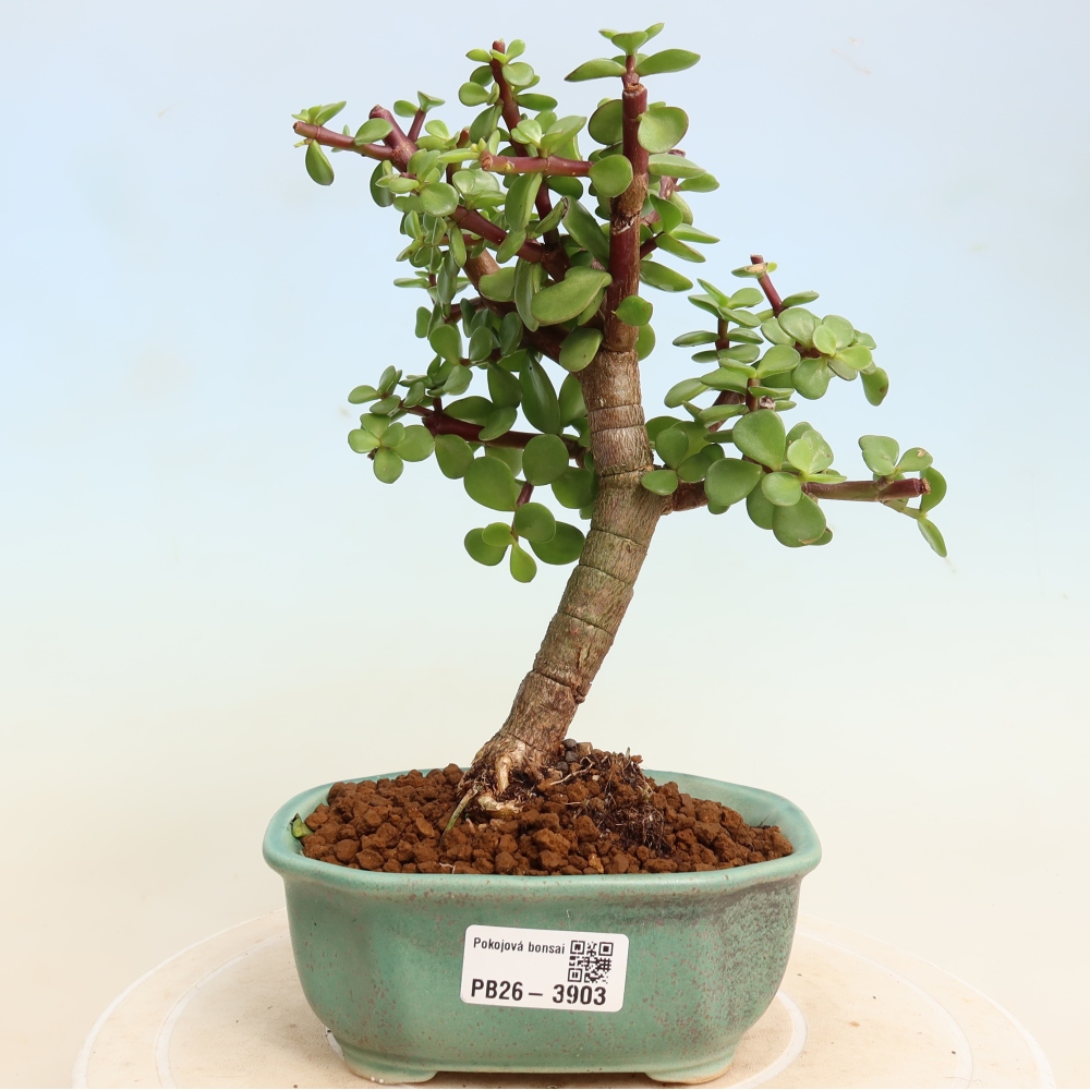 Room bonsai - Portulakaria Afra - Tlustice