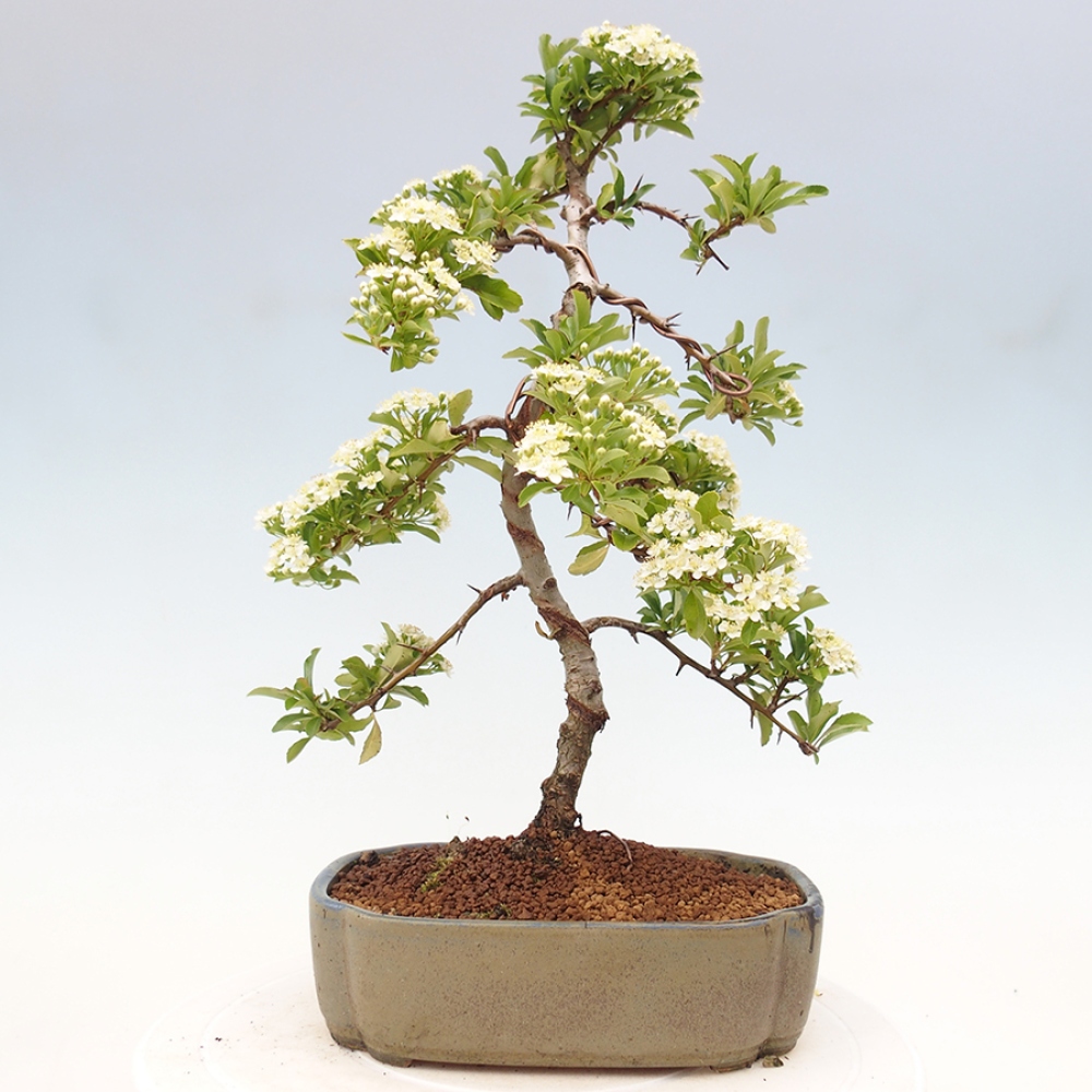 Outdoor Bonsai-Pyracanta Teton -Bakery