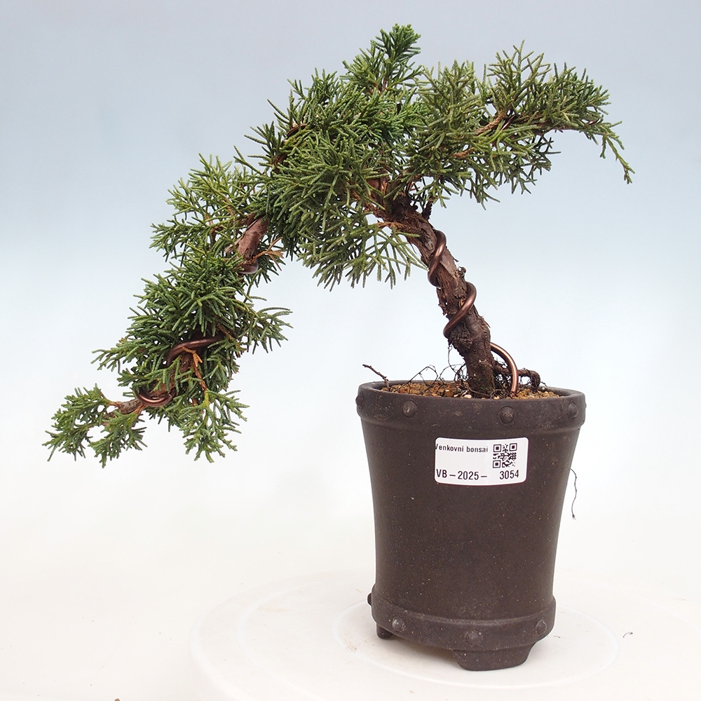 Outdoor bonsai - Juniperus chinensis Kishu - Chinese Juniper