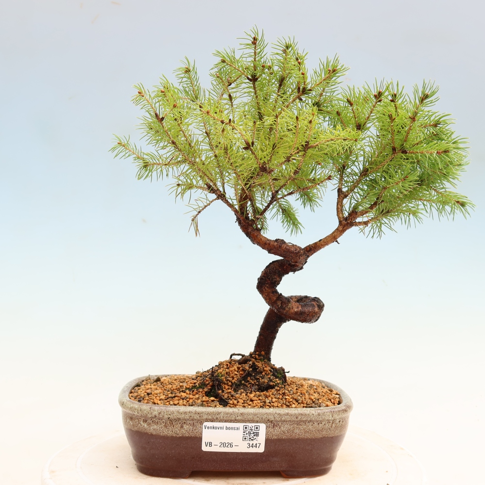 Outdoor Bonsai - Blue Spruce - Picea glauca 'Globe'