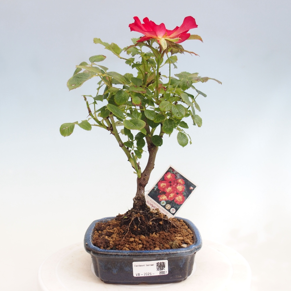 Outdoor bonsai - Rosa Kordes -  rose