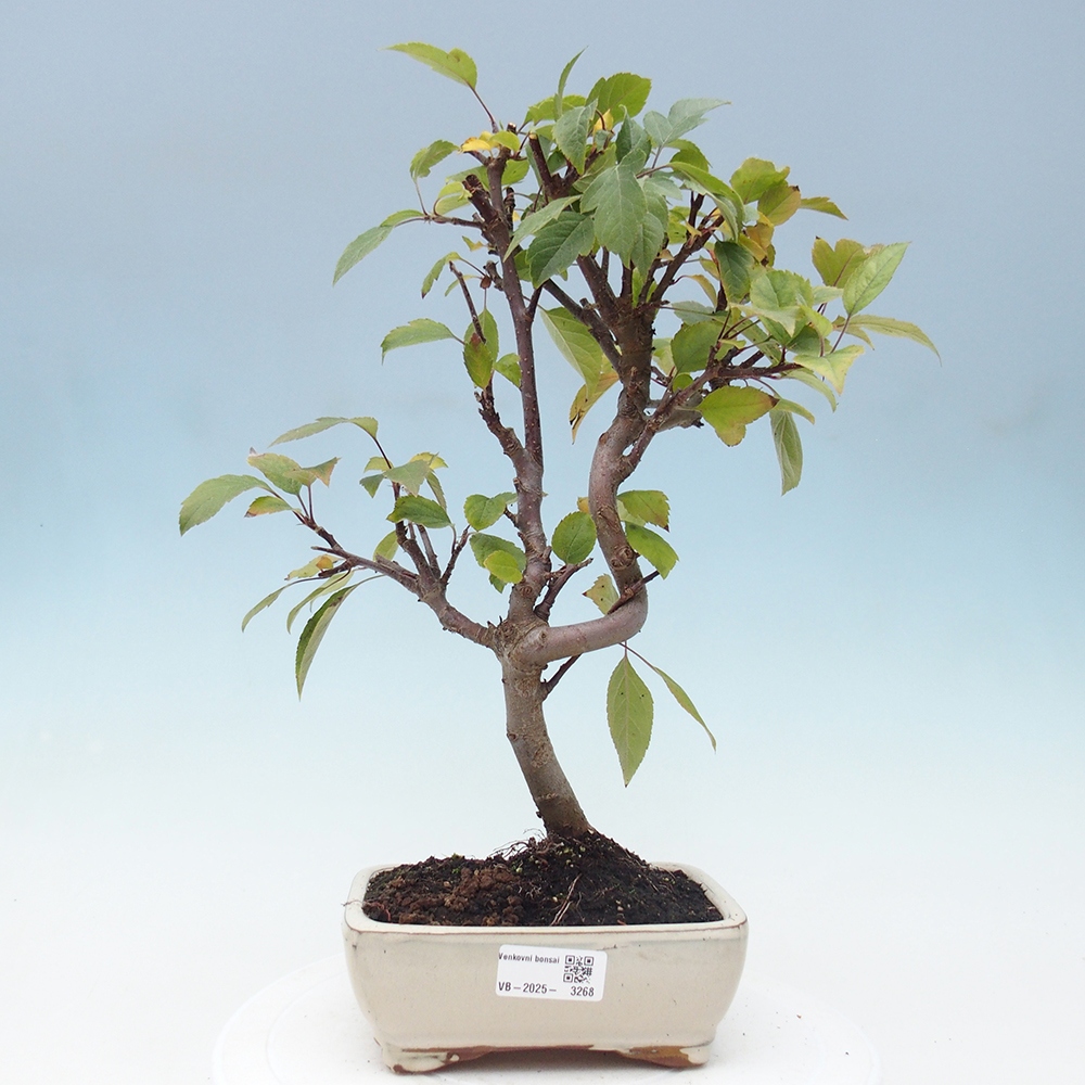 Outdoor bonsai - Malus halliana - Small-fruited apple tree