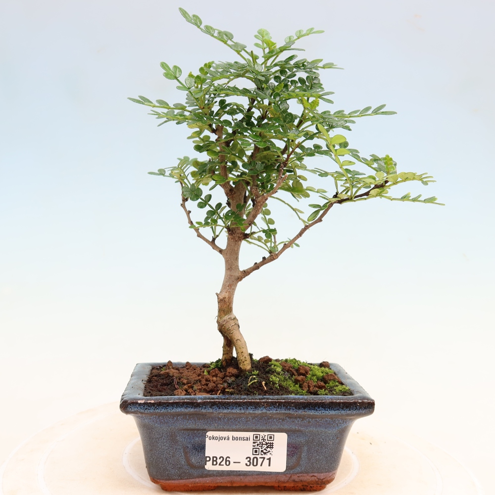 Room bonsai - Zantoxylum piperitum - pepper tree