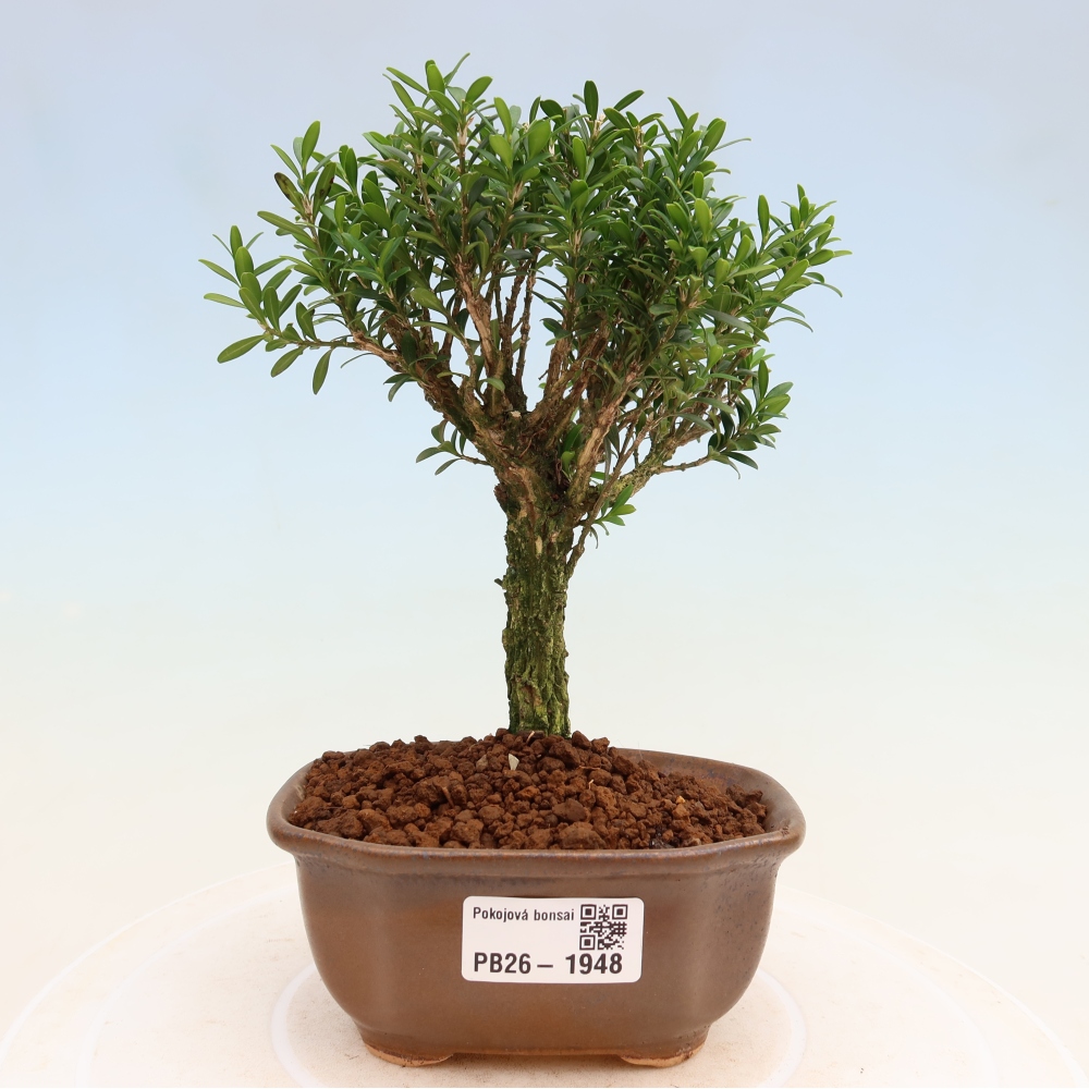 Room bonsai - Buxus harlandii - cork buxus