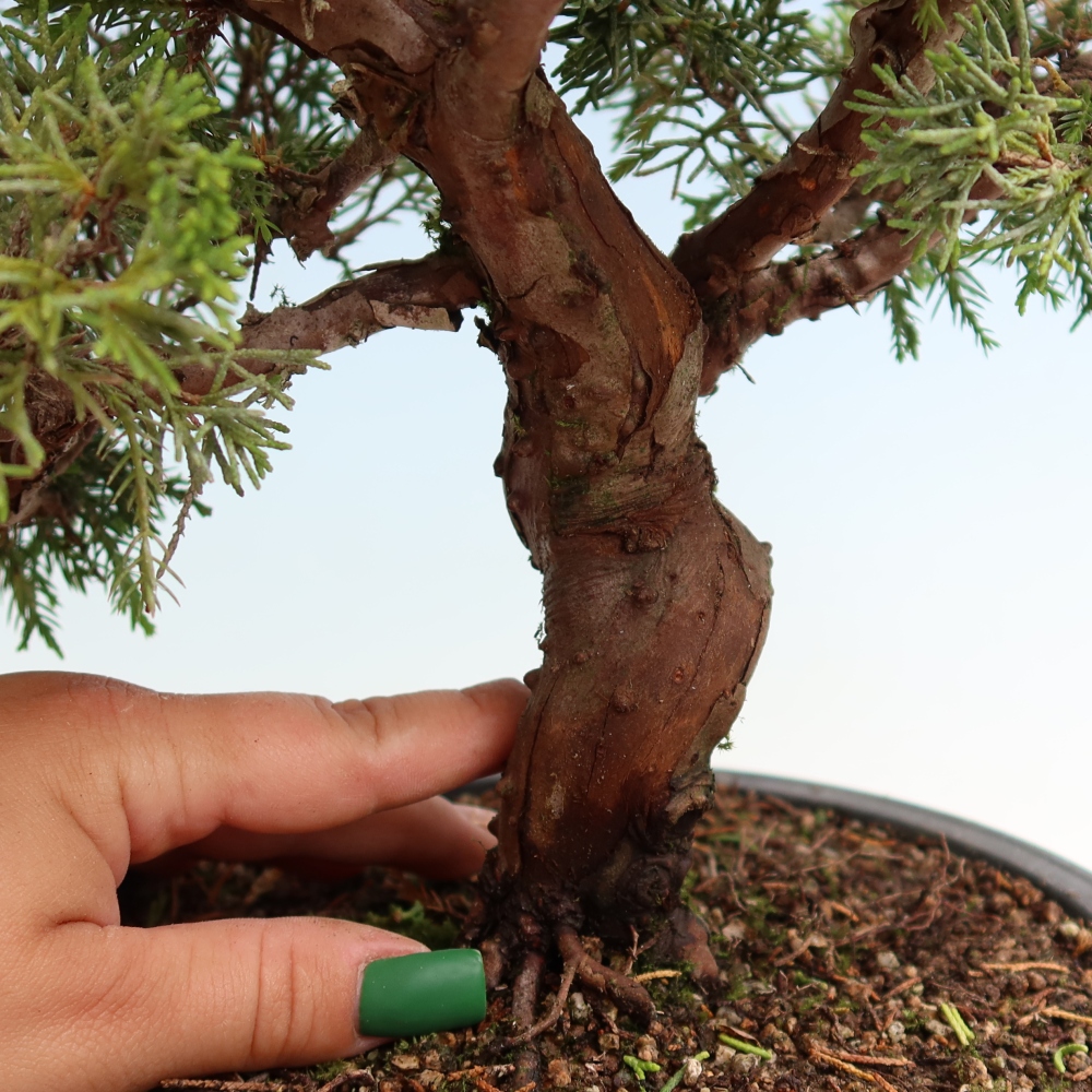 Outdoor Bonsai - Juniperus chinensis Itoigawa - Chinese Juniper