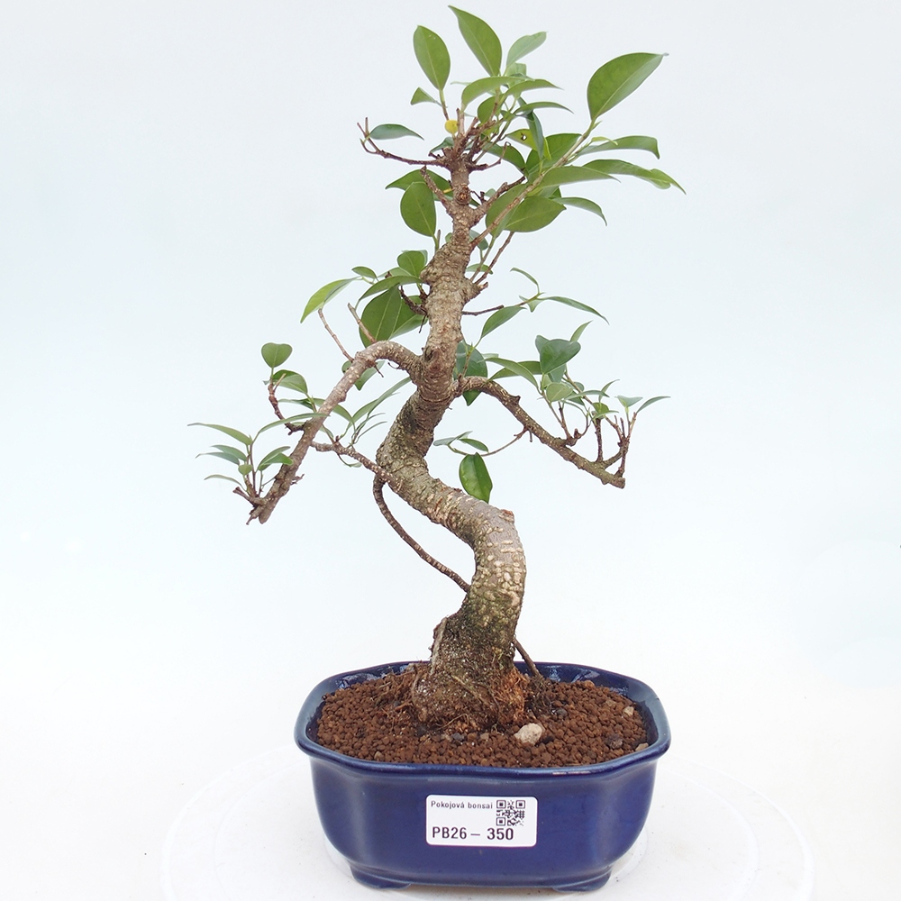 Room bonsai - Ficus retusa - small-leaved ficus