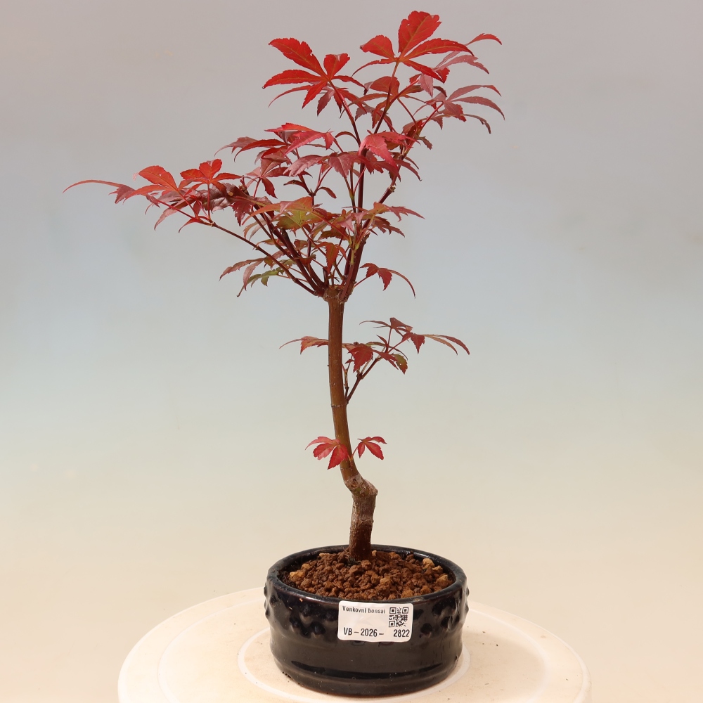 Outdoor bonsai - Acer palm. Atropurpureum-Javor palmate