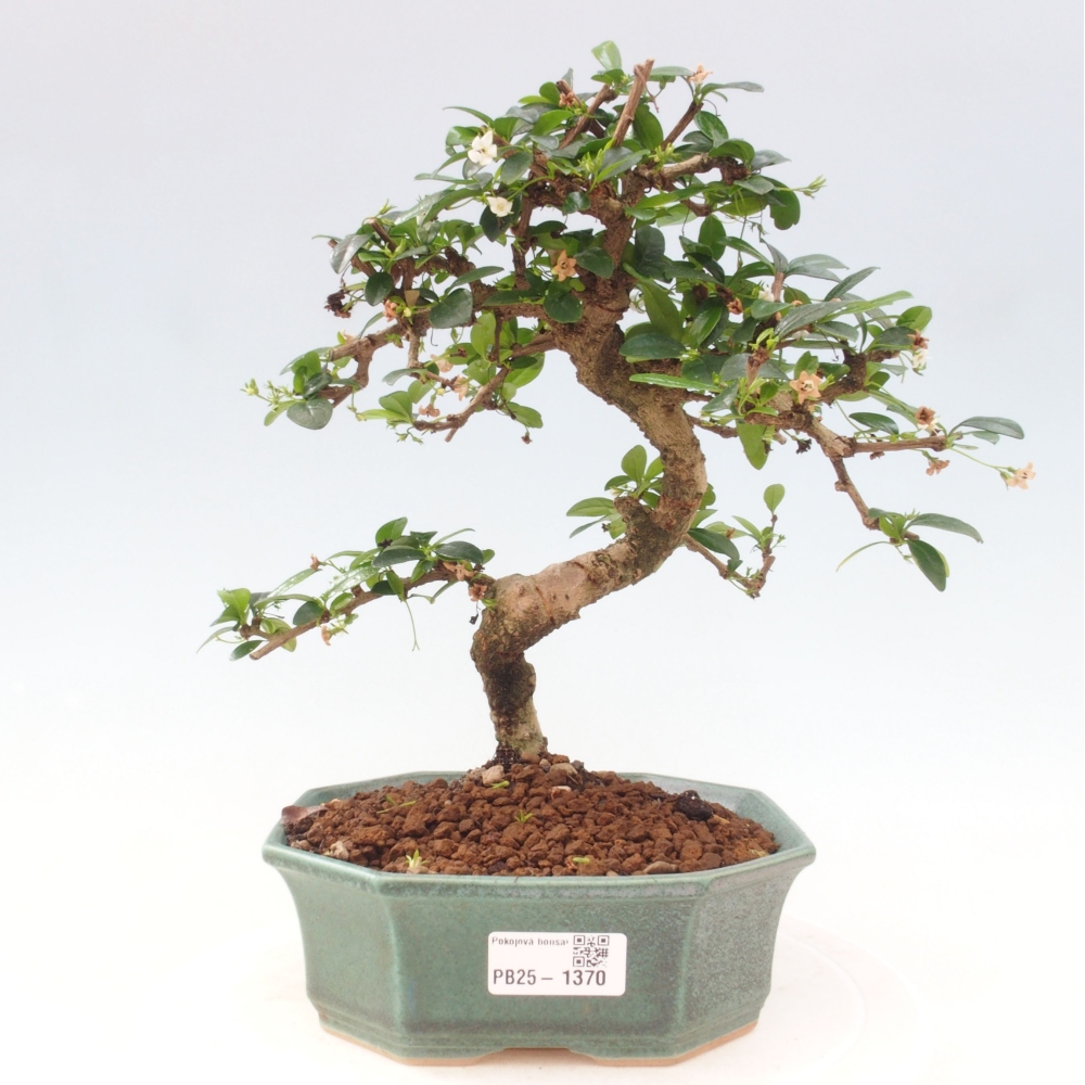 Room bonsai - Carmona macrophylla - Tea fuki