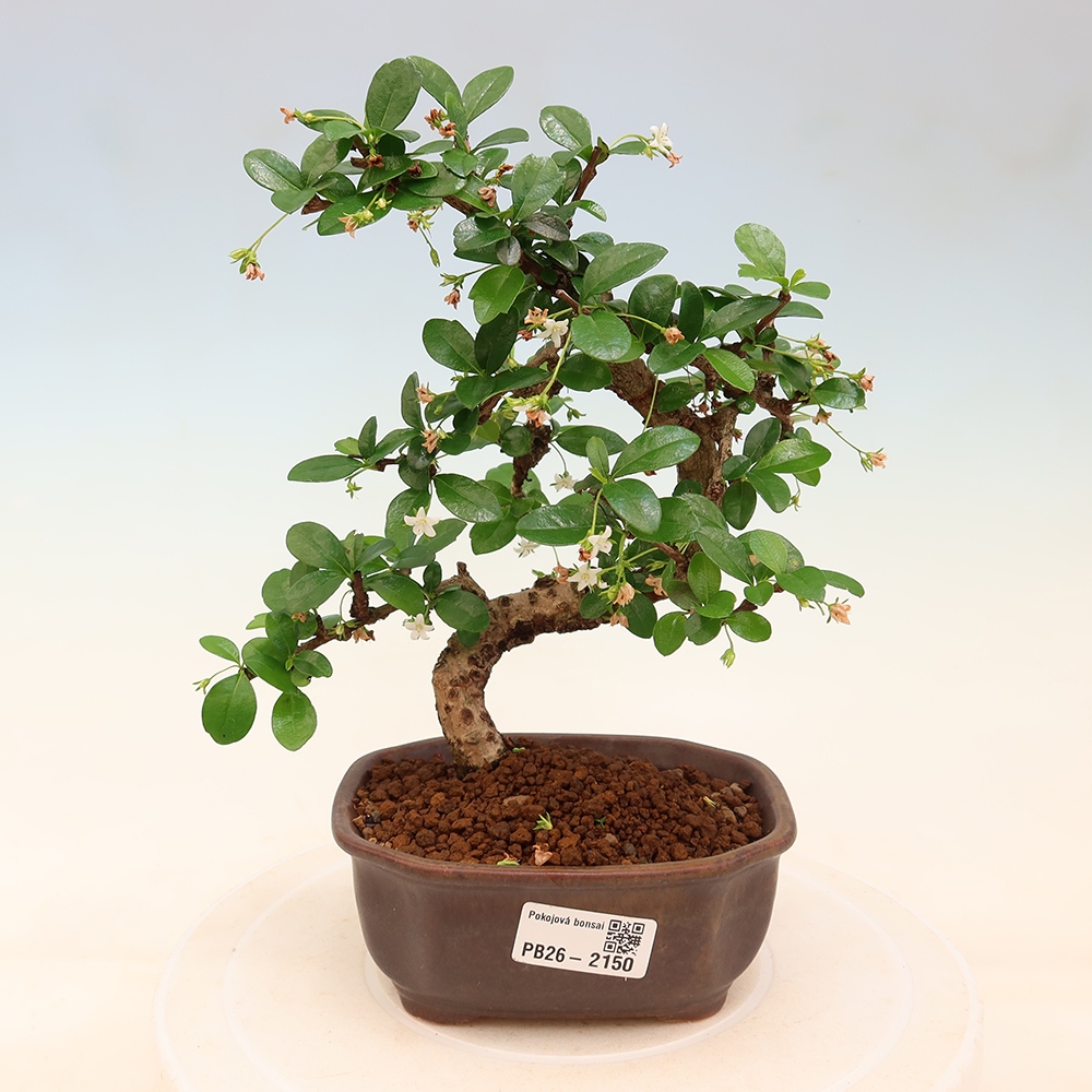 Room bonsai - Carmona macrophylla - Tea fuki