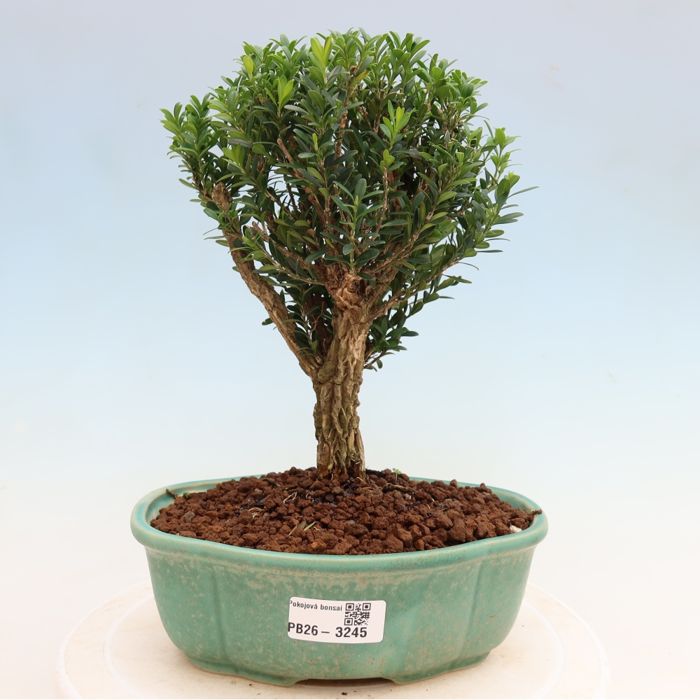 Room bonsai - Buxus harlandii - cork buxus