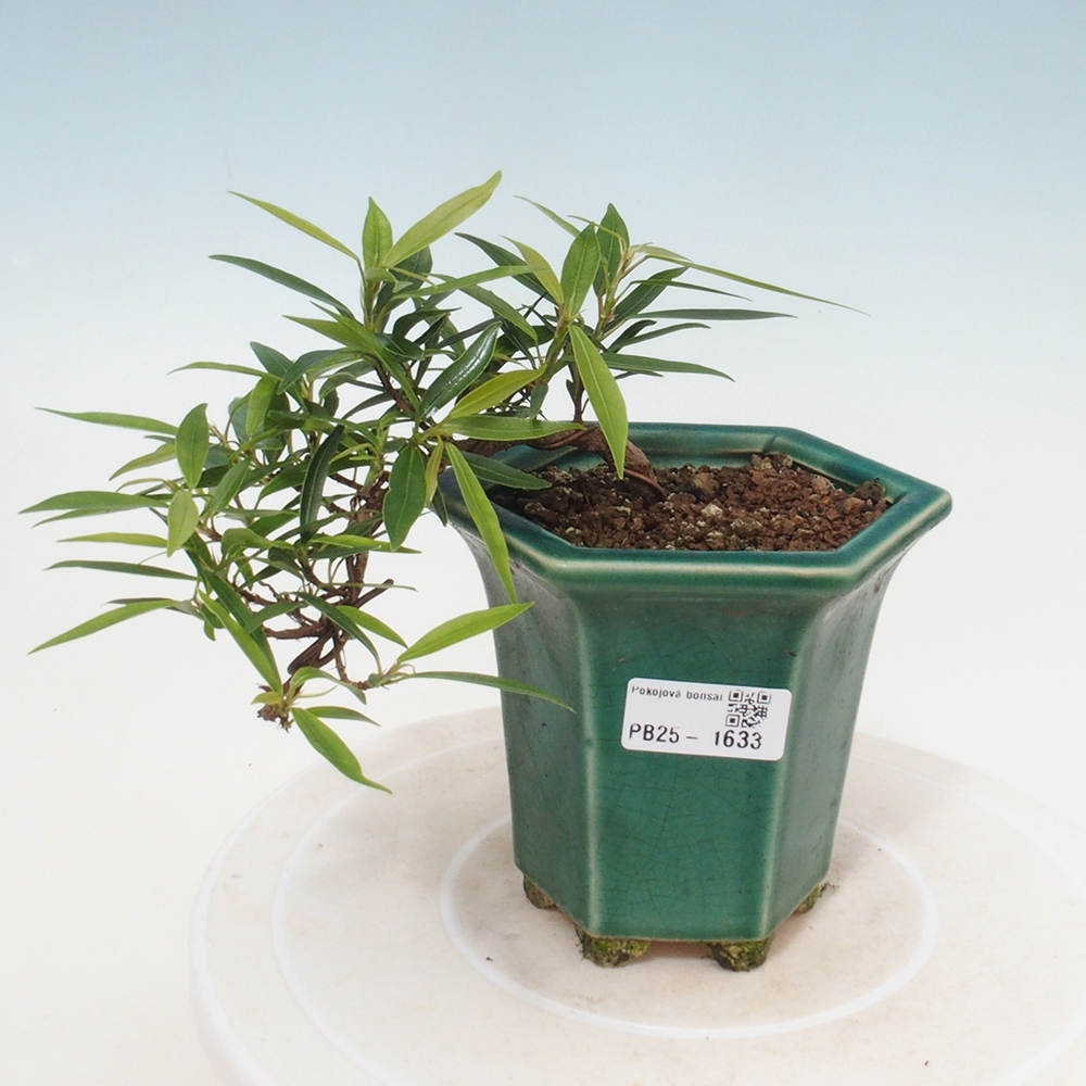 Indoor bonsai - Ficus nerifolia - small-leaved ficus