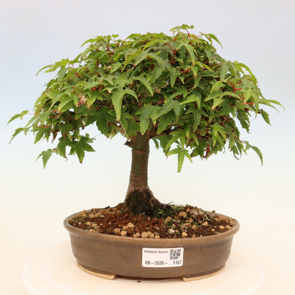 Acer palmatum KIOHIME - Palmetto maple