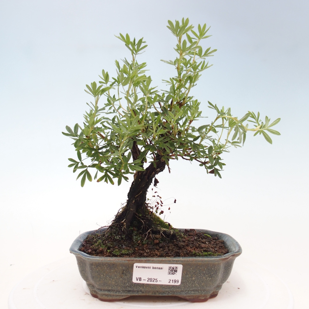 Outdoor bonsai-Cinquefoil - Potentila fruticosa yellow Bird