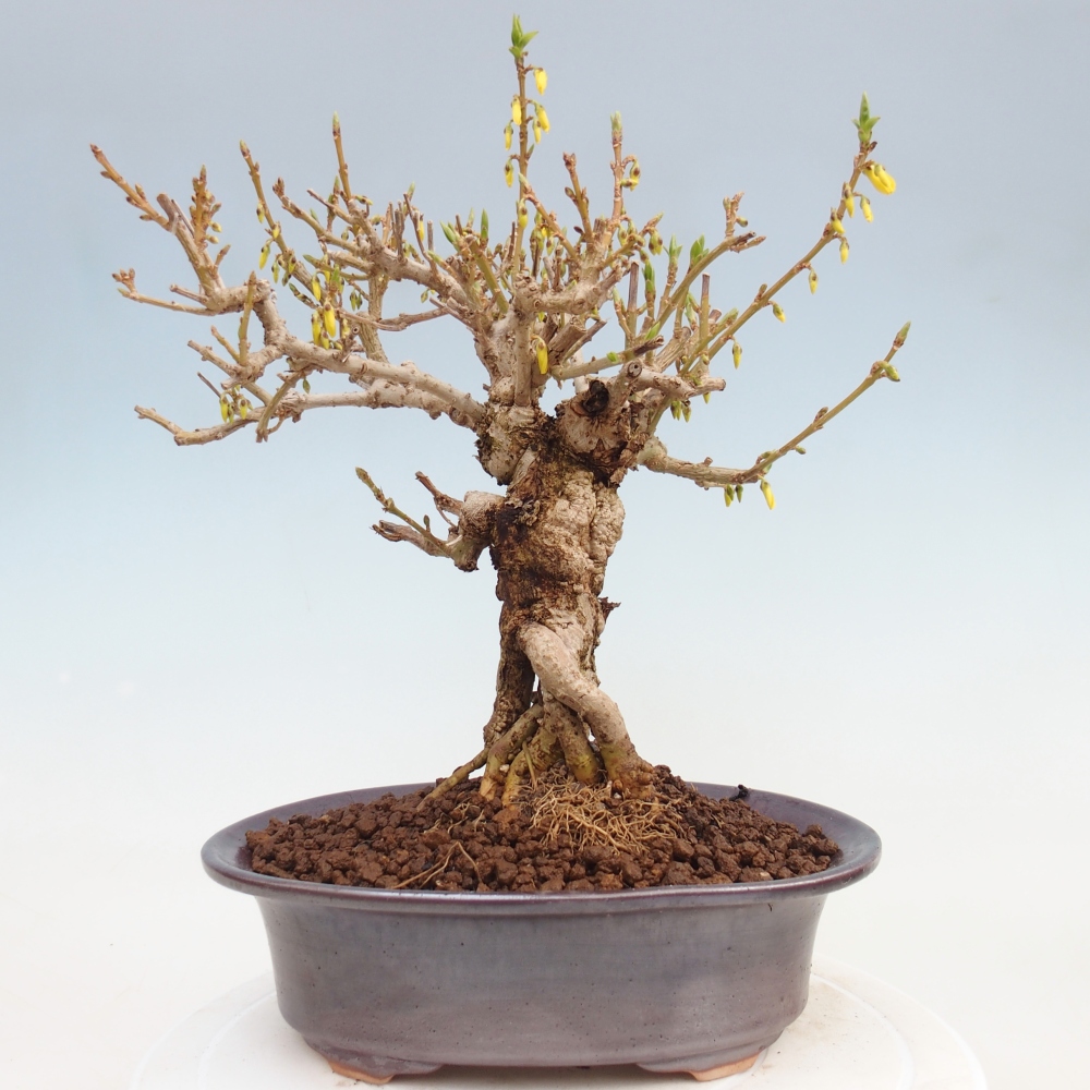 Outdoor bonsai - Zlatice - Forsythia koreana
