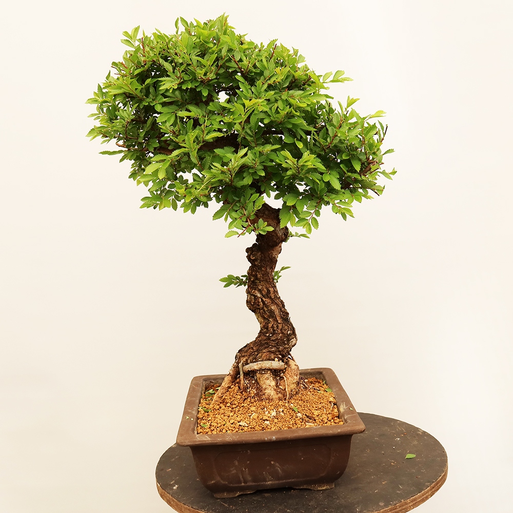 Outdoor bonsai - Zelkova - Zelkova NIRE
