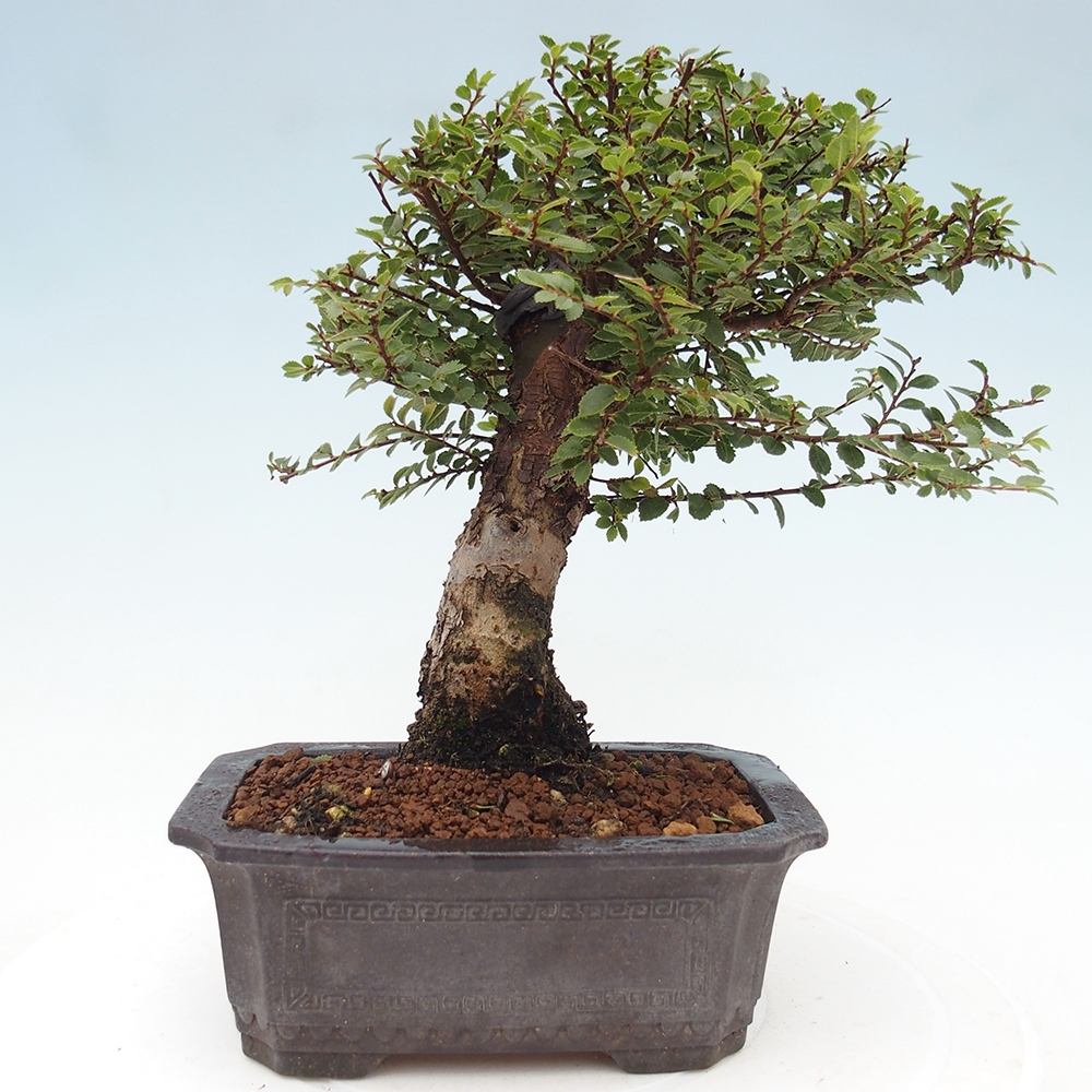 Outdoor bonsai - Ulmus parvifolia Hokkaido - Chinese elm