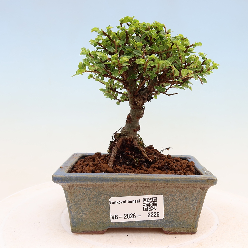 Outdoor Bonsai - Ulmus parvifolia 'Sagei' - Small-leaved Elm