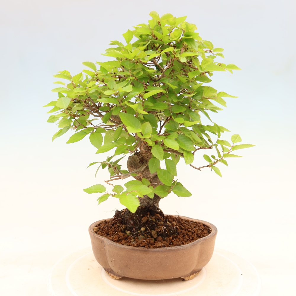 Outdoor bonsai -Carpinus coreana - Korean Hornbeam