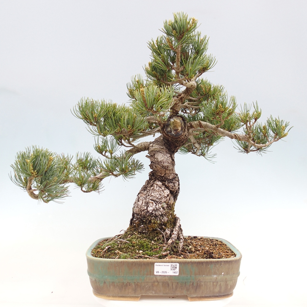 Outdoor bonsai - Pinus parviflora - Pinus parviflora