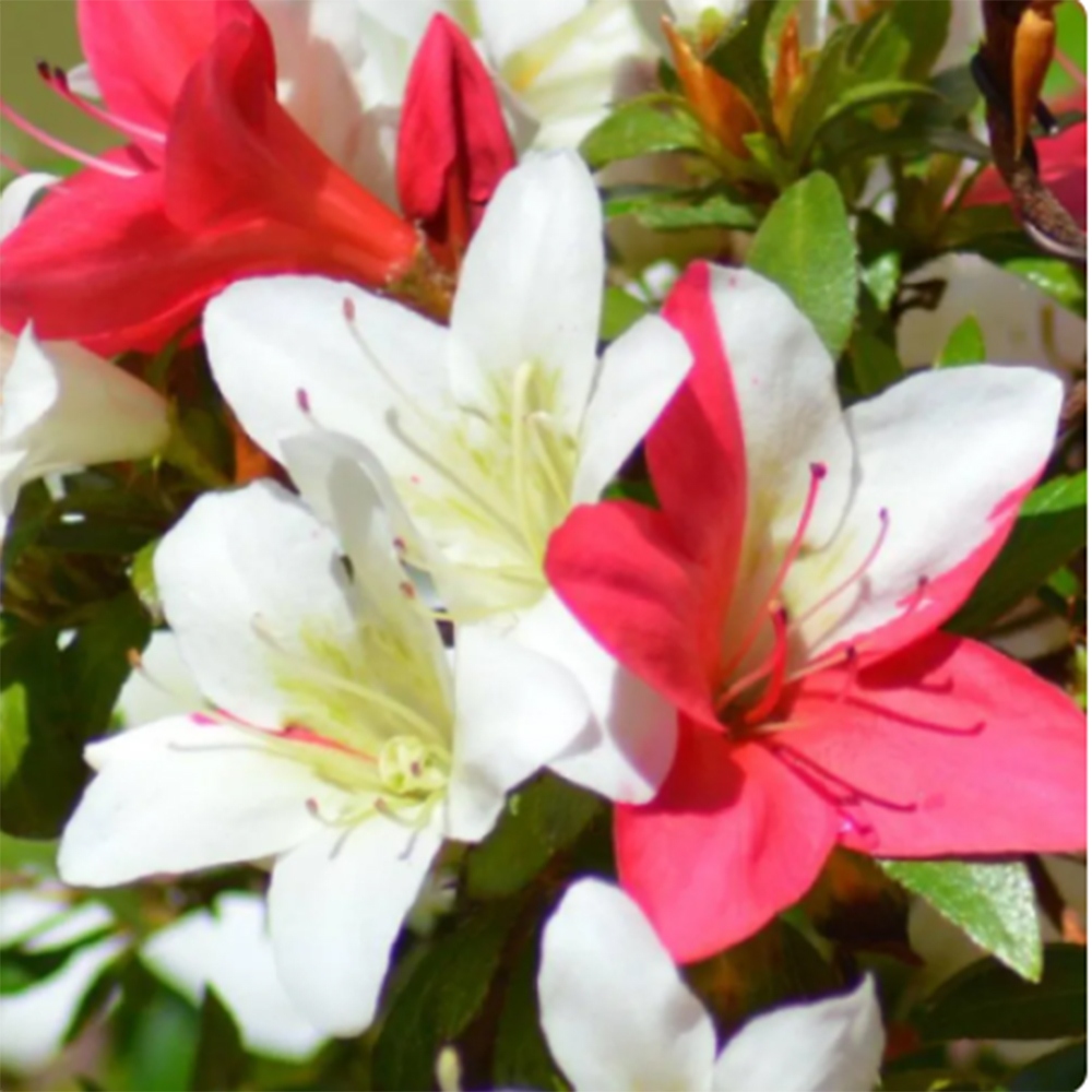 Outdoor bonsai - Japanese azalea - Azalea CHIHIRO