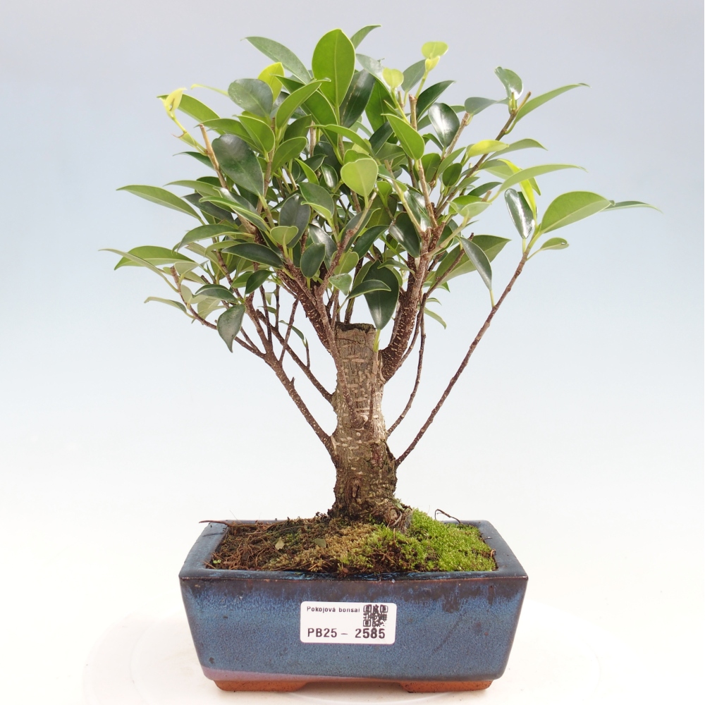 Indoor bonsai - Ficus retusa - small-leaved ficus