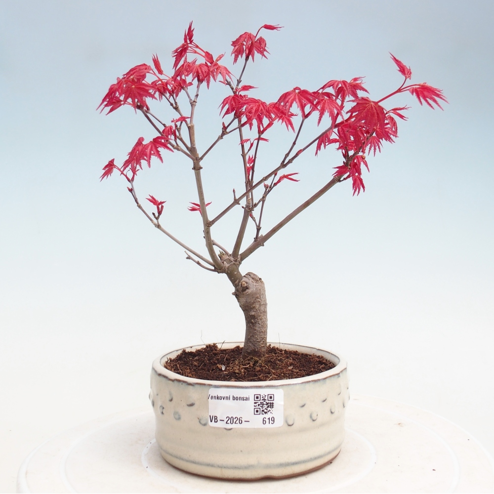 Outdoor bonsai - Maple - Acer palmatum DESHOJO