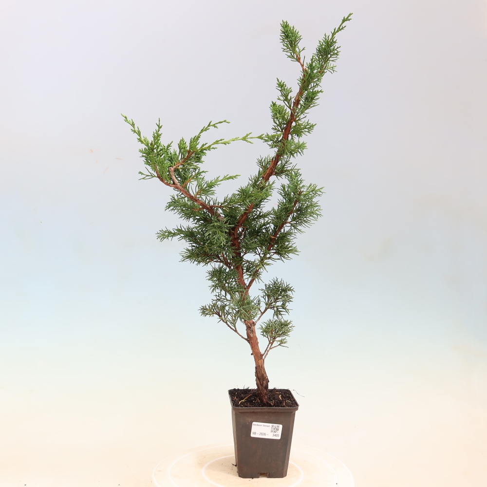 Outdoor bonsai - Juniperus chinensis Kishu