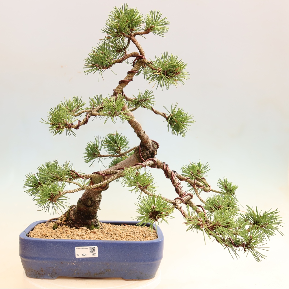 Outdoor Bonsai - Pinus mugo Humpy  - Mountain Pine