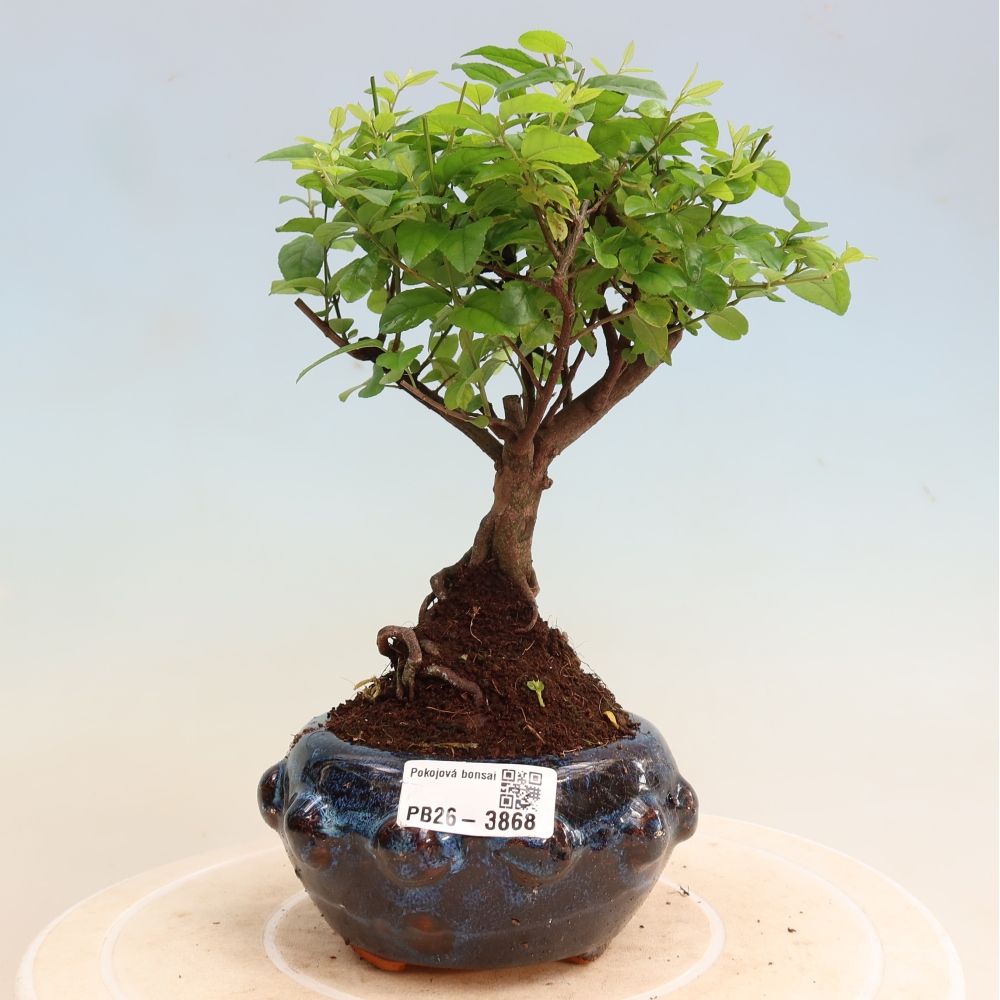 Room bonsai - Sageretia thea - Sageretia thea