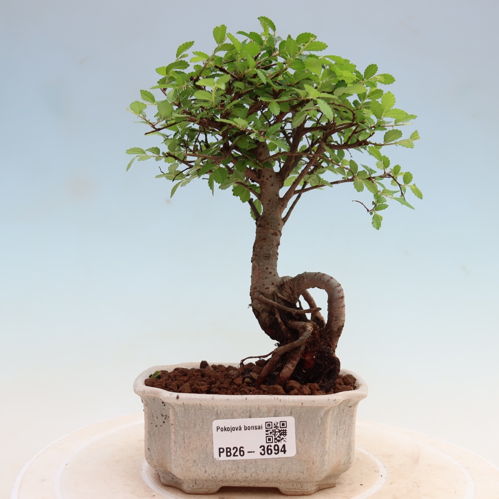 Room bonsai - Ulmus parvifolia - Small-leaved elm