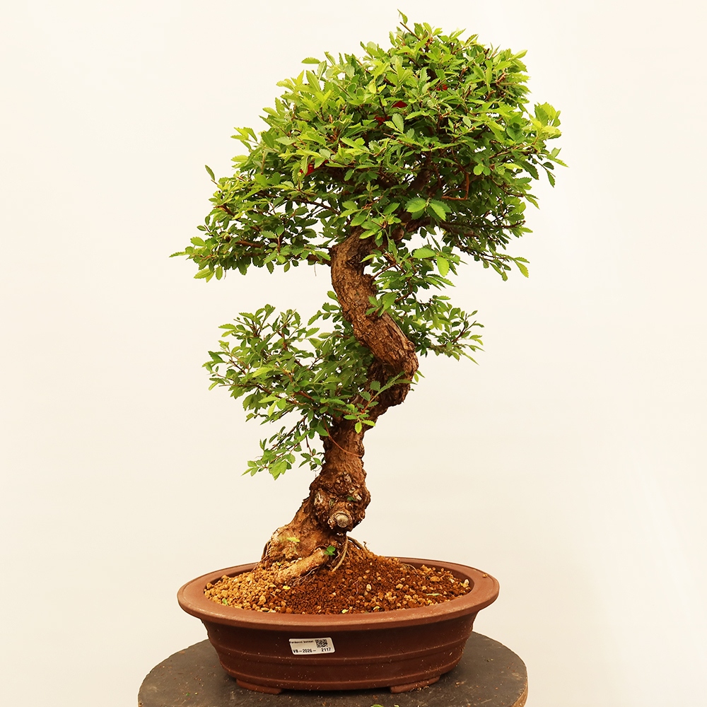 Outdoor bonsai - Zelkova - Zelkova NIRE