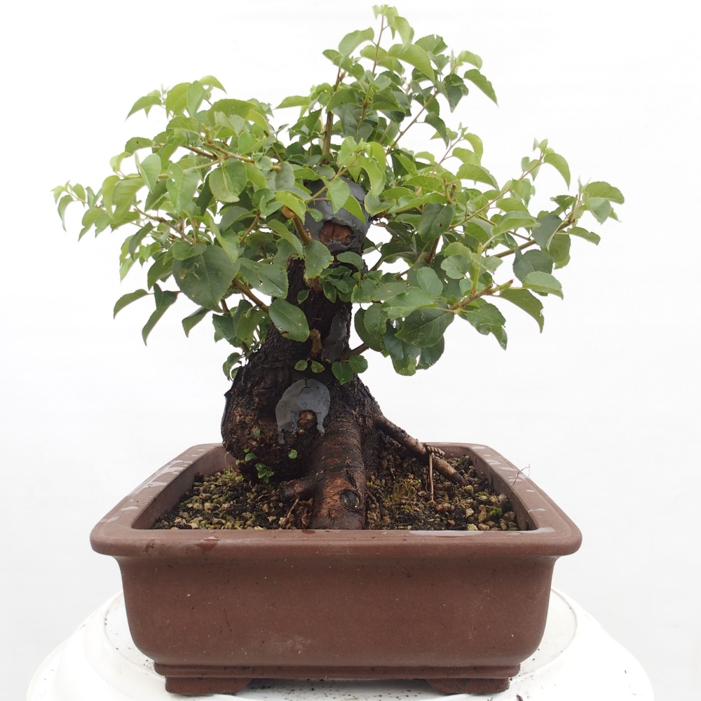 Outdoor bonsai - Mahalebka - Prunus mahaleb