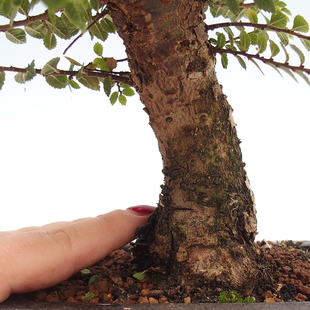 Outdoor bonsai - Ulmus parvifolia Hokkaido - Chinese elm