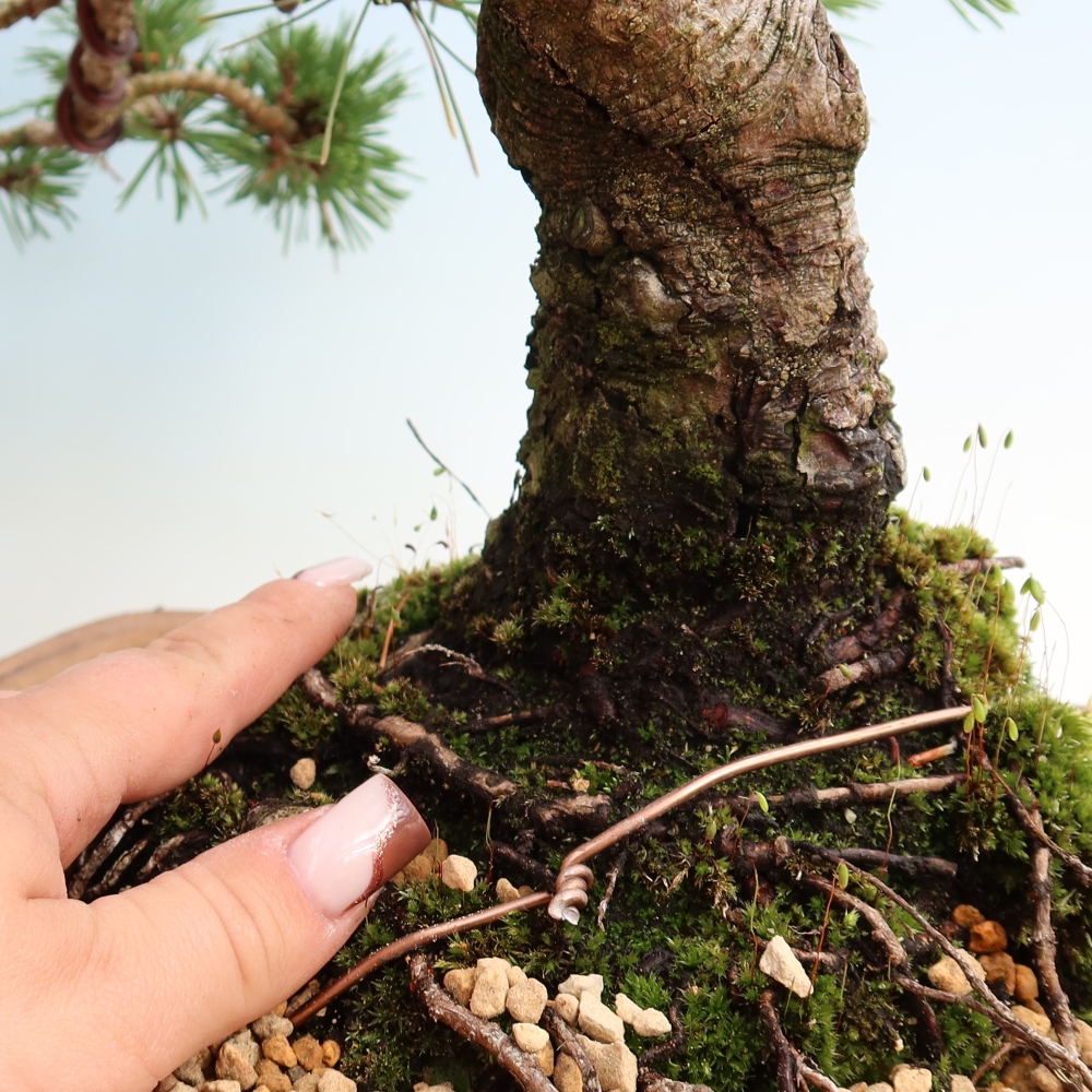 Outdoor Bonsai - Pinus mugo Humpy  - Mountain Pine