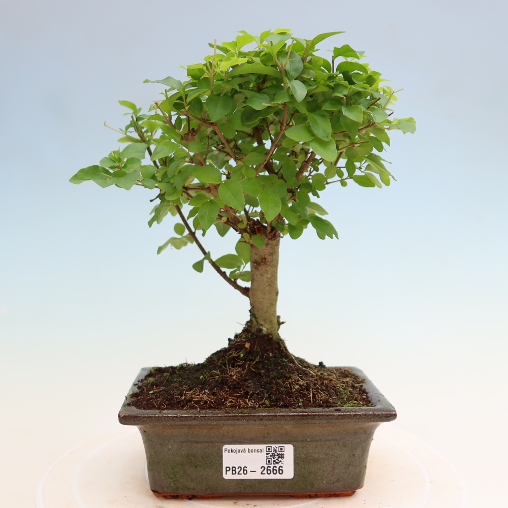 Room bonsai -Ligustrum chinensis - Birds Beak