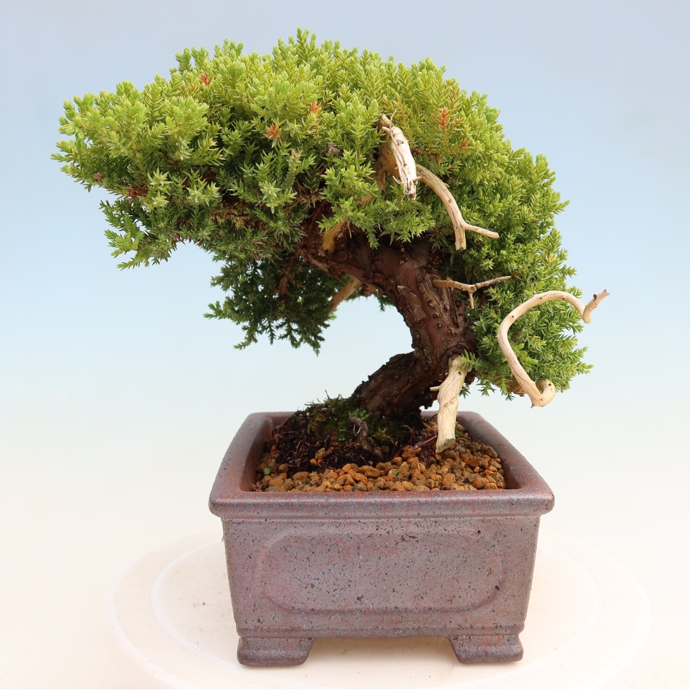 Outdoor Bonsai - Juniperus procumbens - Creeping Juniper