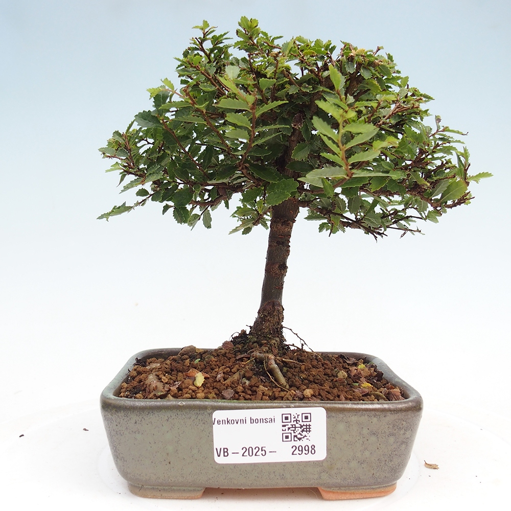 Outdoor bonsai - Ulmus parvifolia Sagei - Small-leaved elm