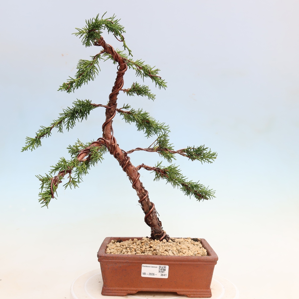 Outdoor bonsai - Juniperus chinensis Kishu