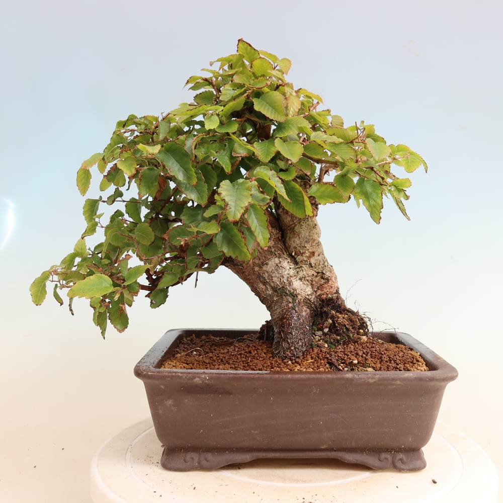 Outdoor bonsai -Carpinus CARPINOIDES - Korean Hornbeam
