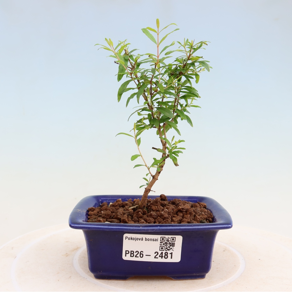 Room bonsai-PUNICA granatum nana-Granate apple