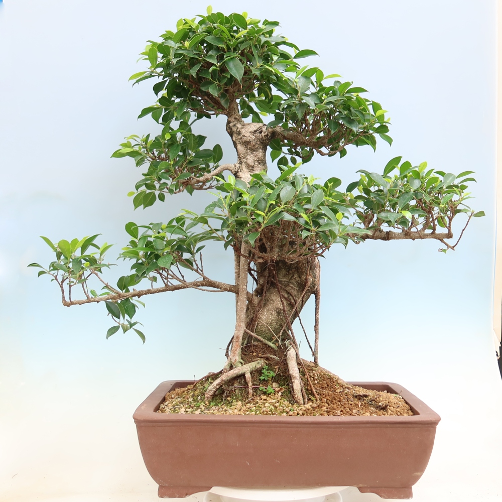Room bonsai - Ficus kimmen - small-leaved ficus